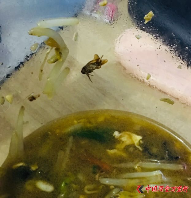 餓了么投訴量攀升  吃出蟑螂讓顧客走保險(xiǎn)理賠