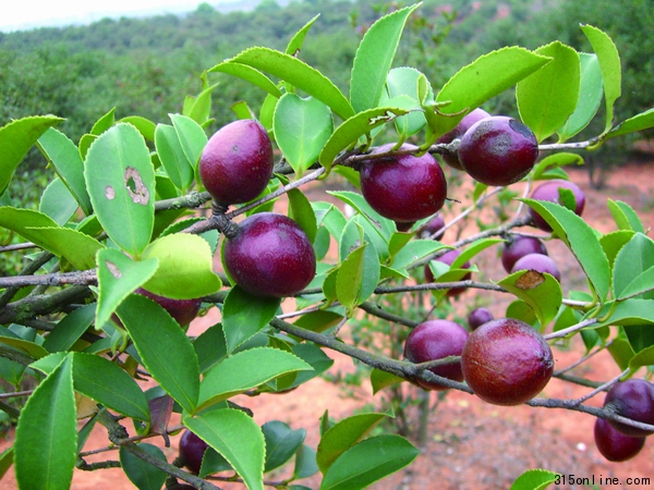 油茶果