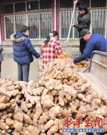 青島姜批發(fā)價(jià)每公斤7元產(chǎn)地保鮮窖十庫九空