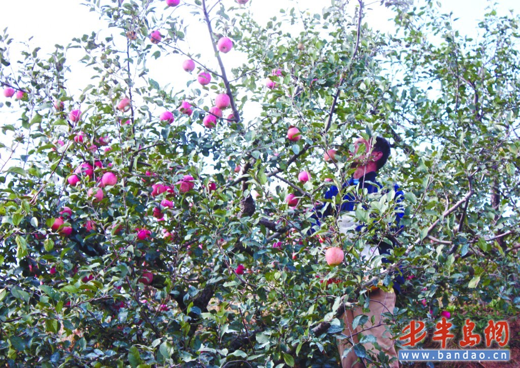 蘋(píng)果漲價(jià)