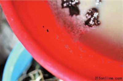 北京黑粽子窩點(diǎn)濫加甜蜜素提味江米泡臟水里(圖)(2)