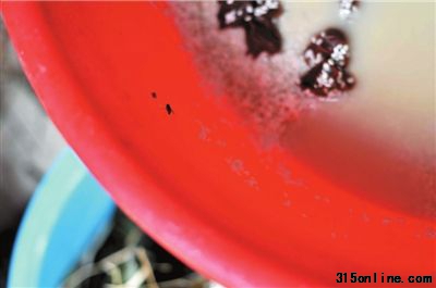 　③屋里的蒼蠅飛來(lái)飛去，不時(shí)落在盛江米與蜜棗的盆里。