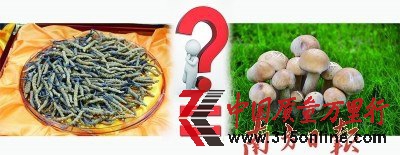 蟲草價(jià)格已是黃金兩倍 專家稱營養(yǎng)價(jià)值等于蘑菇