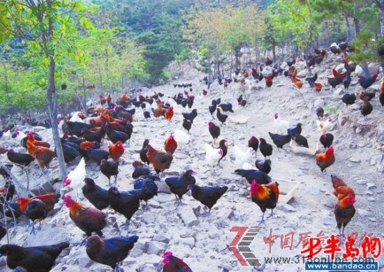 大山的雞全部散養(yǎng)在山上。（大山提供）