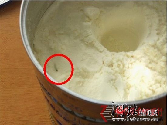 惠氏奶粉中的活蟲(chóng) 惠氏奶粉中的活蟲(chóng)